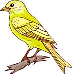 canary