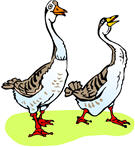 geese