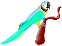 parrot