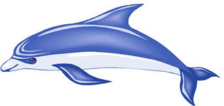 dolphin