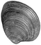 mussel
