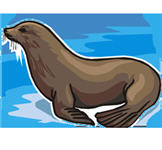 sea lion