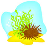 sea urchin