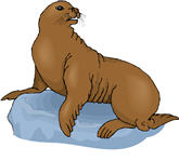 seal