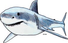 shark