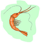 shrimp