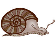 snail