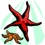 starfish
