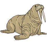 walrus