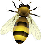 bee