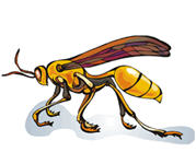 wasp