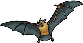 bat