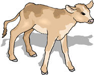 calf