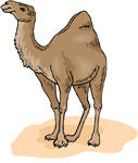 camel