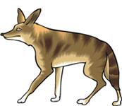 coyote