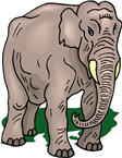 elephant