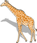 giraffe