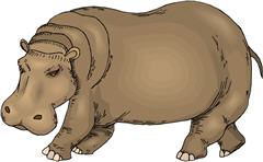 hippopotamus