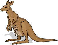 kangaroo