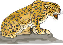 leopard