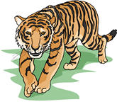 tiger