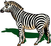 zebra