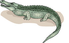 alligator