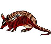 armadillo