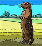 prairie-dog