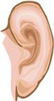 ear