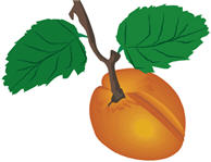 apricot