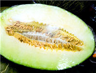 melon