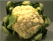 cauliflower