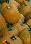 pumpkins