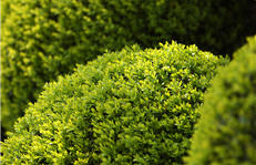 hedges