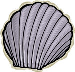 seashell